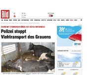 Bild zum Artikel: Viehtransport des Grauens gestoppt