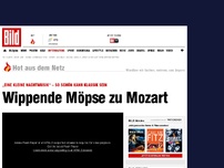 Bild zum Artikel: Model lässt zu Mozart die Möpse wippen