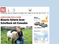 Bild zum Artikel: Drogen-Prozess - Bäuerin fütterte ihren Schafbock mit Cannabis