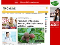 Bild zum Artikel: Australische Studie - Forscher entdecken Beeren, die Krebstumor abfallen lassen