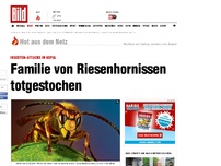 Bild zum Artikel: In Nepal - Dreiköpfige Familie von Hornissen totgestochen