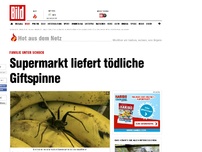 Bild zum Artikel: Familie unter Schock - Supermarkt liefert tödliche Giftspinne