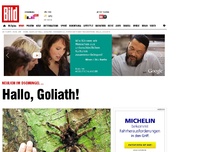 Bild zum Artikel: Neulich im Dschungel - Forscher trifft auf Riesenspinne