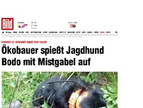 Bild zum Artikel: Terrier (3) verendet - Ökobauer spießt Jaghund Bodo mit Mistgabel auf
