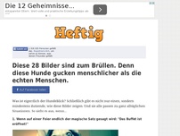 Bild zum Artikel: Diese 28 Bilder sind zum Brüllen. Denn diese Hunde gucken menschlicher als die echten Menschen.