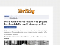 Bild zum Artikel: Diese Hündin wurde fast zu Tode gequält. Der Grund dafür macht einen sprachlos.