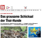 Bild zum Artikel: Auf sie wartet der Wok - Das Schicksal der Thai-Hunde