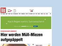 Bild zum Artikel: Katzen-Babys ausgesetzt - Hier werden Müll- Miezen aufgepäppelt