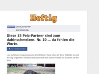 Bild zum Artikel: Diese 15 Pelz-Partner sind zum dahinschmelzen. Nr. 10 … da fehlen die Worte.