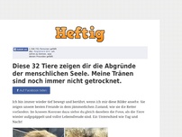 Bild zum Artikel: Diese 32 Tiere zeigen dir die Abgründe der menschlichen Seele. Meine Tränen sind noch immer...