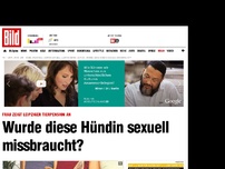 Bild zum Artikel: Frau zeigt Tierpension an - Wurde diese Hündin sexuell missbraucht?