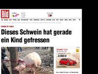 Bild zum Artikel: Drama in China - Dieses Schwein hat ein Kind gefressen