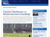 Bild zum Artikel: Zweites Wolfspaar in Niedersachsen bestätigt