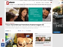 Bild zum Artikel: Unentdeckter Trittbrettfahrer: Treuer Hund fährt auf Herrchens Krankenwagen mit