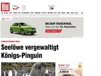 Bild zum Artikel: Schockierendes Video - Seelöwe vergewaltigt Königs-Pinguin