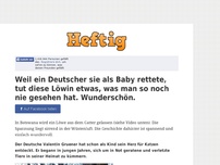 Bild zum Artikel: Weil ein Deutscher sie als Baby rettete, tut diese Löwin etwas, was man so noch nie gesehen hat....