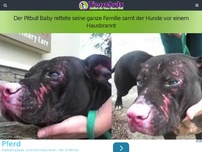 Bild zum Artikel: Der Pitbull Baby rettete seine ganze Familie samt der Hunde vor einem Hausbrannt