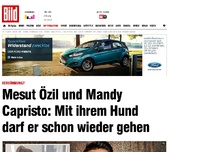 Bild zum Artikel: Özil & Mandy - Mit ihrem Hund darf er schon wieder gehen