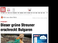 Bild zum Artikel: Ist das echt? - Dieser grüne Streuner erschreckt Bulgarier