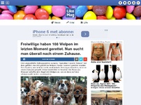 Bild zum Artikel: Freiwillige haben 108 Welpen im letzten Moment gerettet. Nun sucht man überall nach einem Zuhause.