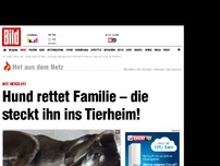 Bild zum Artikel: Herzlos! - Hund rettet Familie – nun ist er im Tierheim