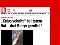 Bild zum Artikel: Geburtshelfer - „Kaiserschnitt' rettet drei Hai-Babys