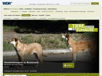Bild zum Artikel: Ein Gesetz und seine Folgen: Hundetötungen in Rumänien