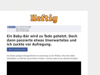 Bild zum Artikel: Ein Baby-Bär wird zu Tode gehetzt. Doch dann passierte etwas Unerwartetes und ich zuckte vor...