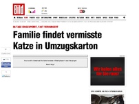 Bild zum Artikel: Nach 36 Tagen - Familie findet vermisste Katze in Umzugskarton