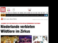 Bild zum Artikel: Elefanten, Tiger, Bären - Niederlande verbieten Wildtiere im Zirkus
