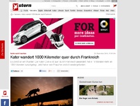 Bild zum Artikel: Suche nach Frauchen: Kater wandert 1000 Kilometer quer durch Frankreich