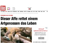 Bild zum Artikel: Tierischer Held im Video - Dieser Affe rettet einem Artgenossen das Leben