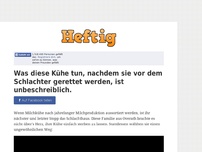 Bild zum Artikel: Was diese Kühe tun, nachdem sie vor dem Schlachter gerettet werden, ist unbeschreiblich.