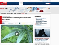 Bild zum Artikel: Kiffen gegen den Krebs - Cannabis-Wirkstoffe bringen Tumorzellen zum Platzen