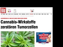 Bild zum Artikel: Laborversuche zeigen - Cannabis-Wirkstoffe zerstören Tumorzellen