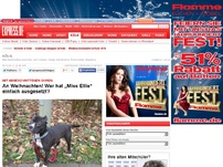 Bild zum Artikel: Mit abgeschnittenen Ohren - An Weihnachten! Wer hat „Miss Ellie“ einfach ausgesetzt?