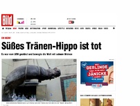 Bild zum Artikel: Oh nein! - Süßes Tränen- Hippo ist tot