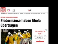 Bild zum Artikel: Deutsche Wissenschaftler sicher - Fledermäuse haben Ebola übertragen