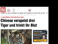 Bild zum Artikel: 13 Jahre Haft - Chinese verspeist Tiger und trinkt ihr Blut