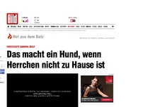 Bild zum Artikel: Versteckte Kamera zeigt - Video: Hund heult, weil Herrchen nicht da ist