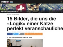 Bild zum Artikel: 15 Bilder, die uns die «Logik» einer Katze perfekt veranschaulichen