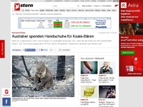 Bild zum Artikel: Verbrannte Pfoten: Australier spenden Handschuhe für Koala-Bären