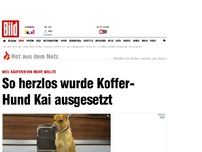 Bild zum Artikel: Verkauf ging schief - Koffer-Hund Kai wurde ausgesetzt
