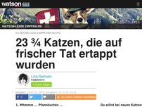Bild zum Artikel: 23 ¾ Katzen, die auf frischer Tat ertappt wurden