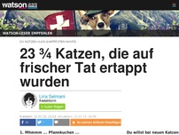 Bild zum Artikel: 23 ¾ Katzen, die auf frischer Tat ertappt wurden