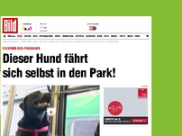 Bild zum Artikel: Cleverer Bus-Passagier - Dieser Hund fährt sich selbst in den Park!