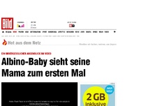 Bild zum Artikel: YouTube-Video - Albino-Baby sieht seine Mama zum 1. Mal