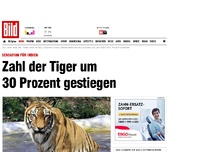Bild zum Artikel: Sensation in Indien - Zahl der Tiger um 30 Prozent gestiegen