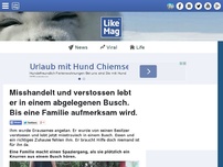 Bild zum Artikel: Misshandelt und verstossen lebt er in einem abgelegenen Busch. Bis eine Familie aufmerksam wird.