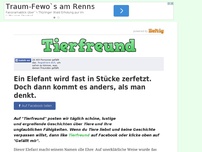 Bild zum Artikel: Ein Elefant wird fast in Stücke zerfetzt. Doch dann kommt es anders, als man denkt.